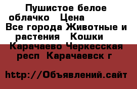 Пушистое белое облачко › Цена ­ 25 000 - Все города Животные и растения » Кошки   . Карачаево-Черкесская респ.,Карачаевск г.